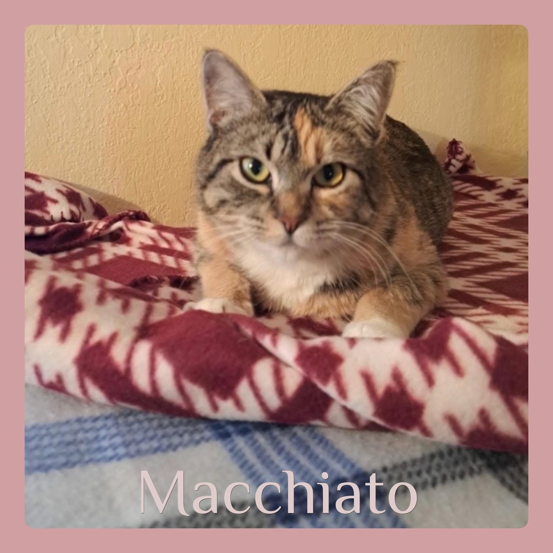 Macchiato