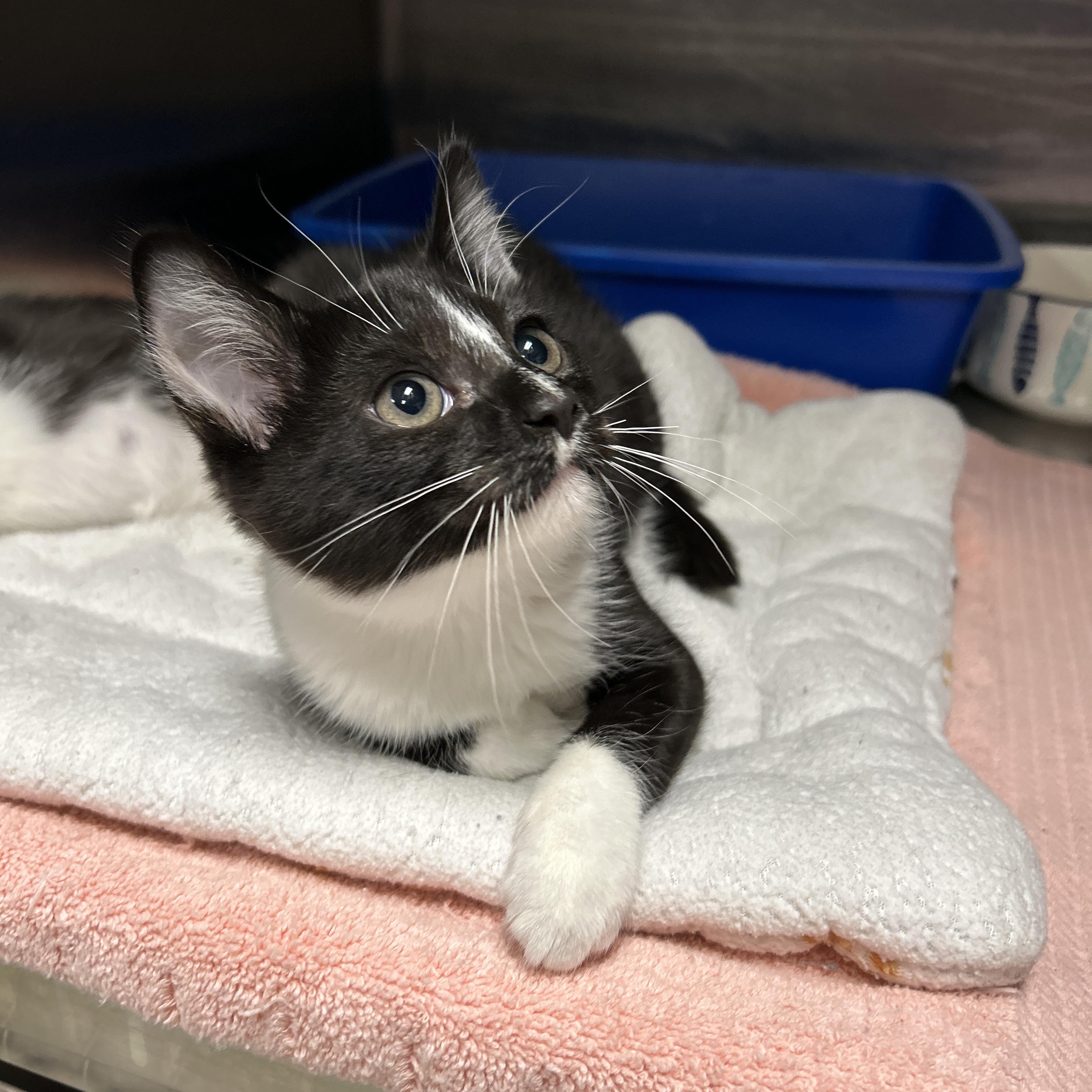 Flaming Katy Of photo 1