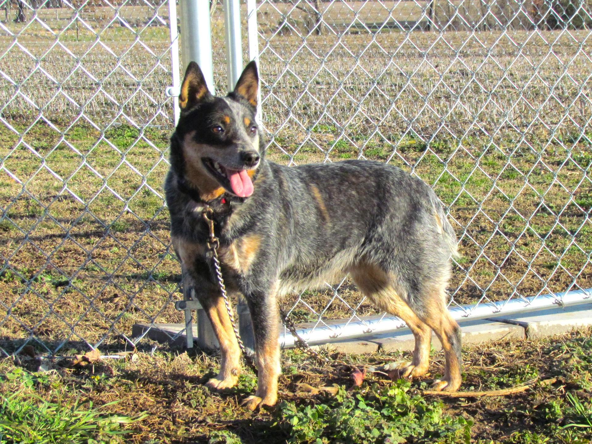 An adult medium-sized female Gray / Blue / Silver Australian Cattle Dog / Blue Heeler dog named Windy for adoption in Humboldt, TN