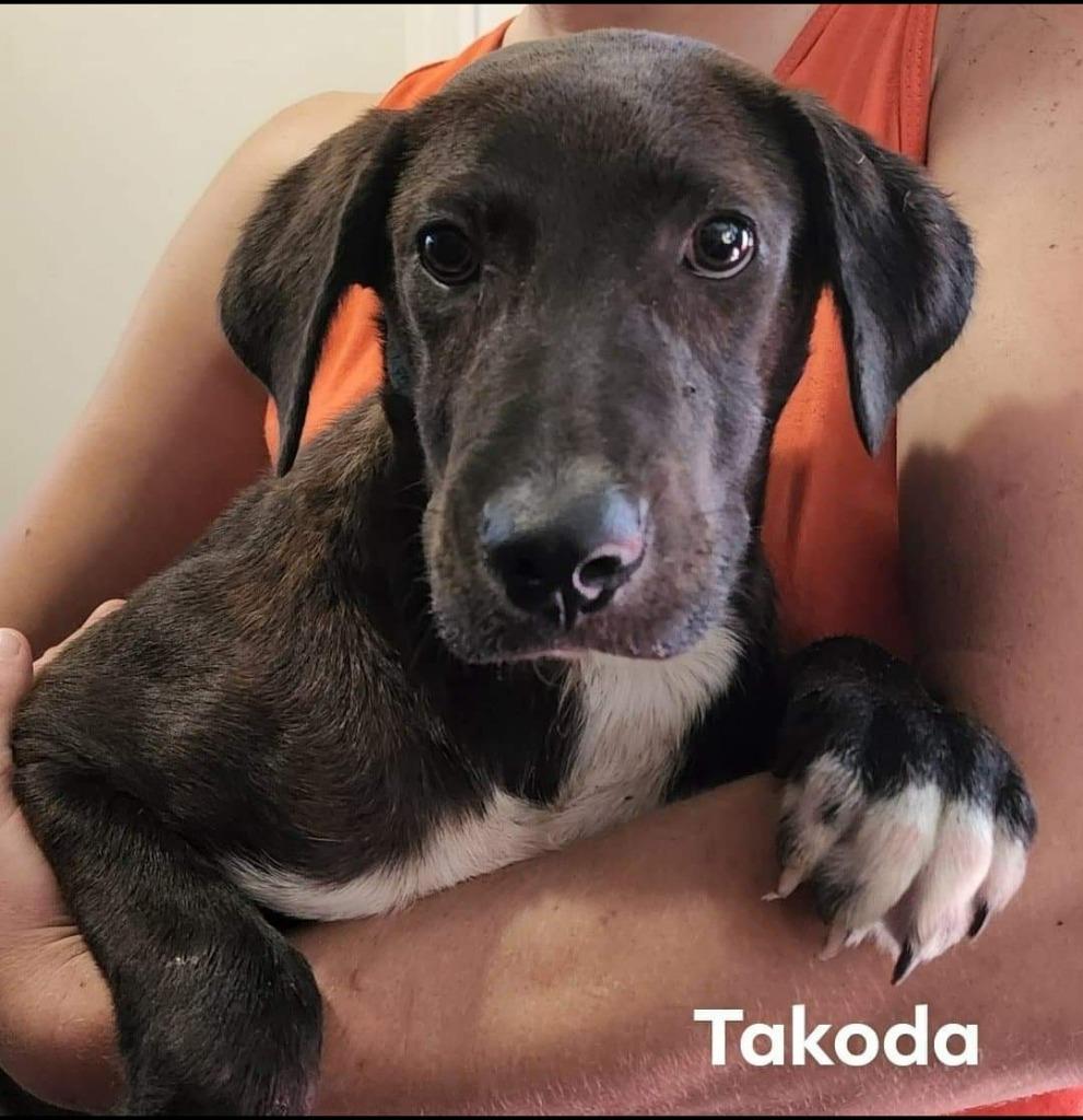 Takoda