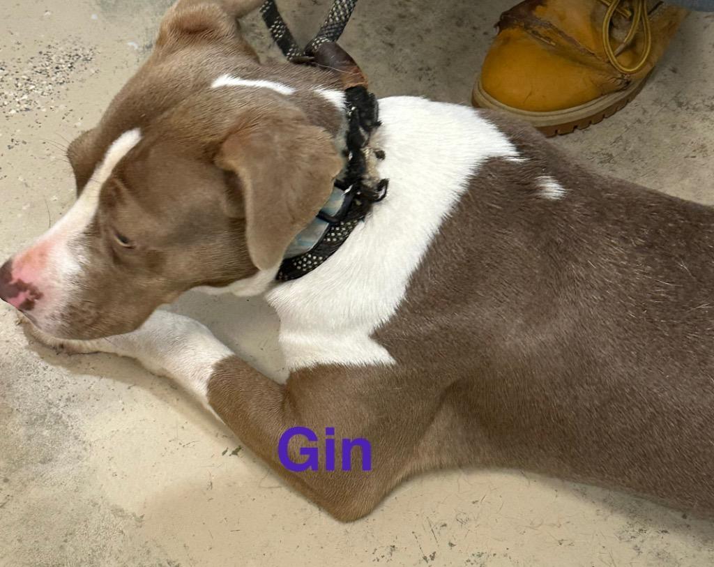 Gin