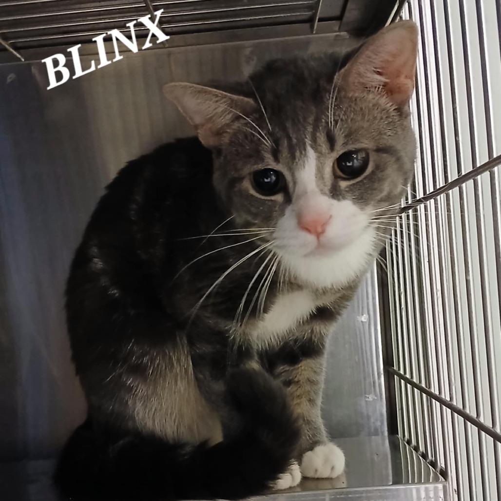 Blinx