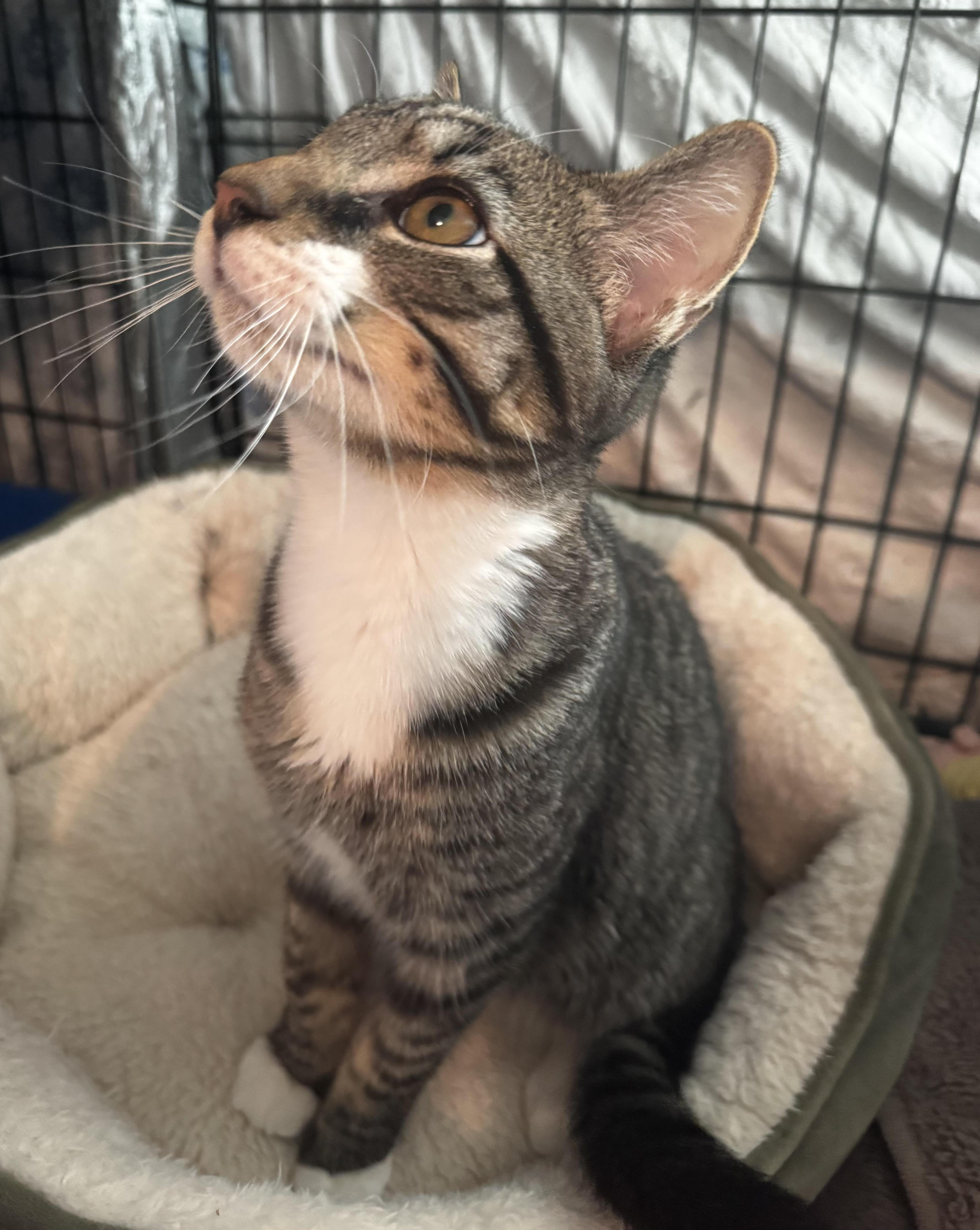 Duke Snuggleton And Lady