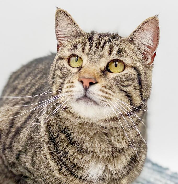 Valentine Cannot Be Any