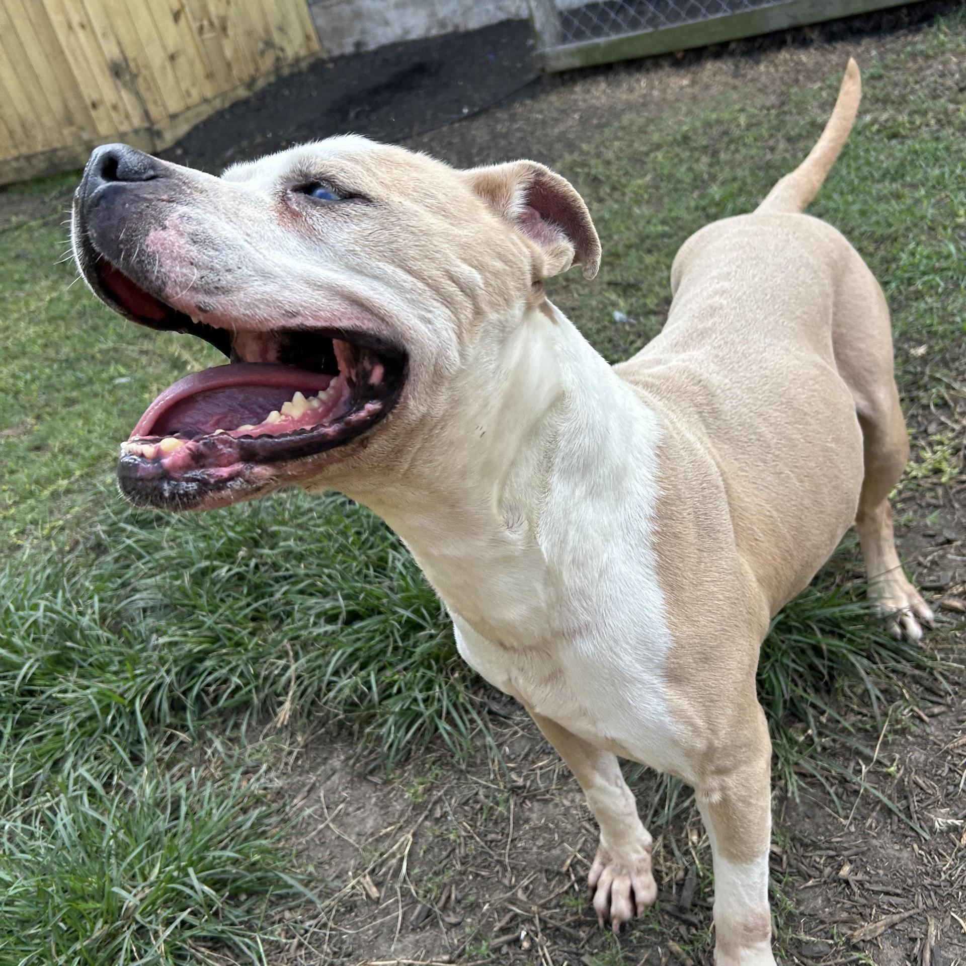An adult large-sized male Pit Bull Terrier dog named Hobbes for adoption in Pearland, TX