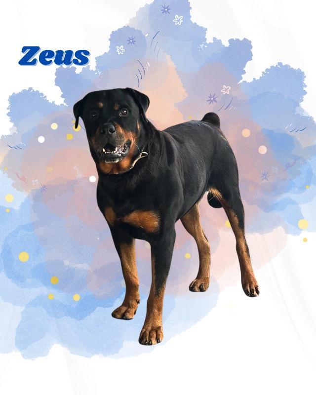 Zeus