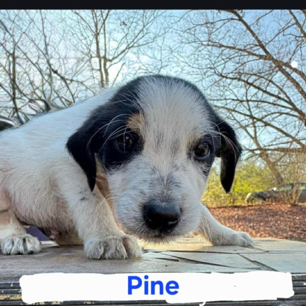 A baby medium-sized male White / Cream Mixed Breed dog named Pine for adoption in Alexandria, VA