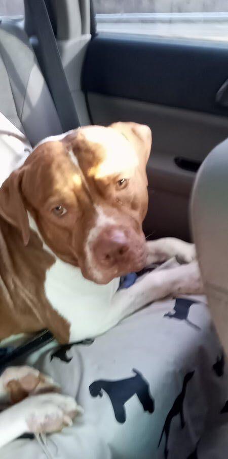 A senior large-sized male Red / Chestnut / Orange American Staffordshire Terrier dog named Clifford for adoption in New York, NY