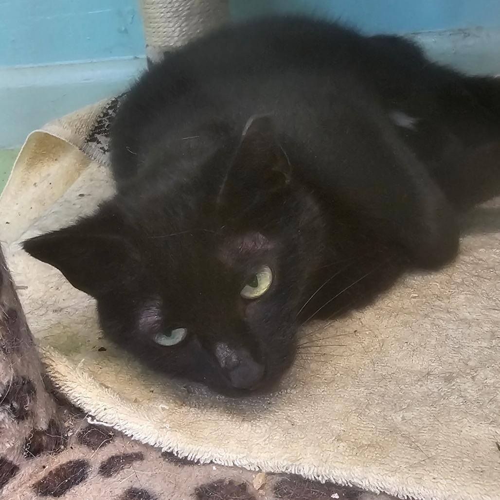 An adult medium-sized female Black Domestic Short Hair cat named Nyx for adoption in Melrose, FL