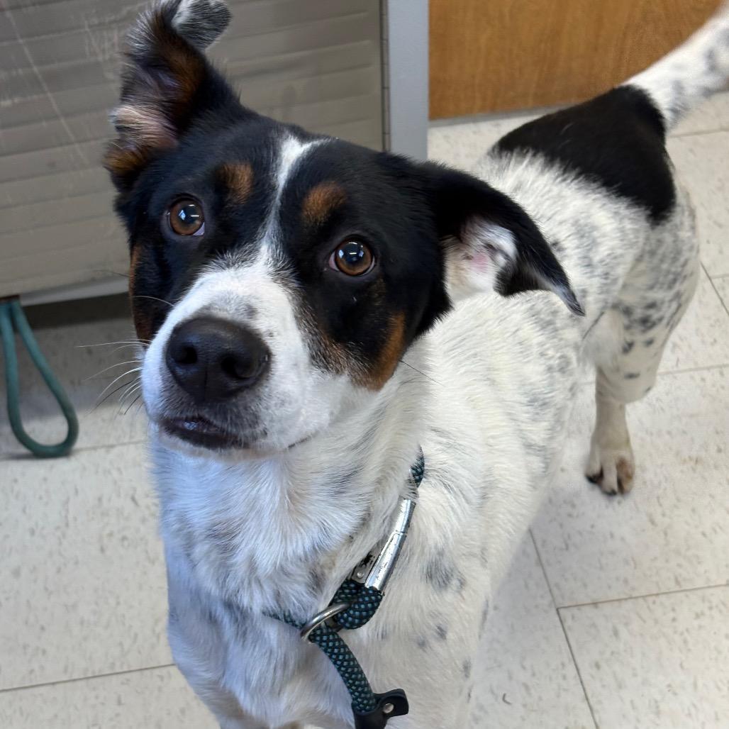 An adult medium-sized male White / Cream Mixed Breed dog named Snoopy for adoption in Columbiana, AL