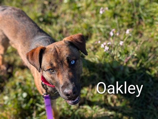 Oakley