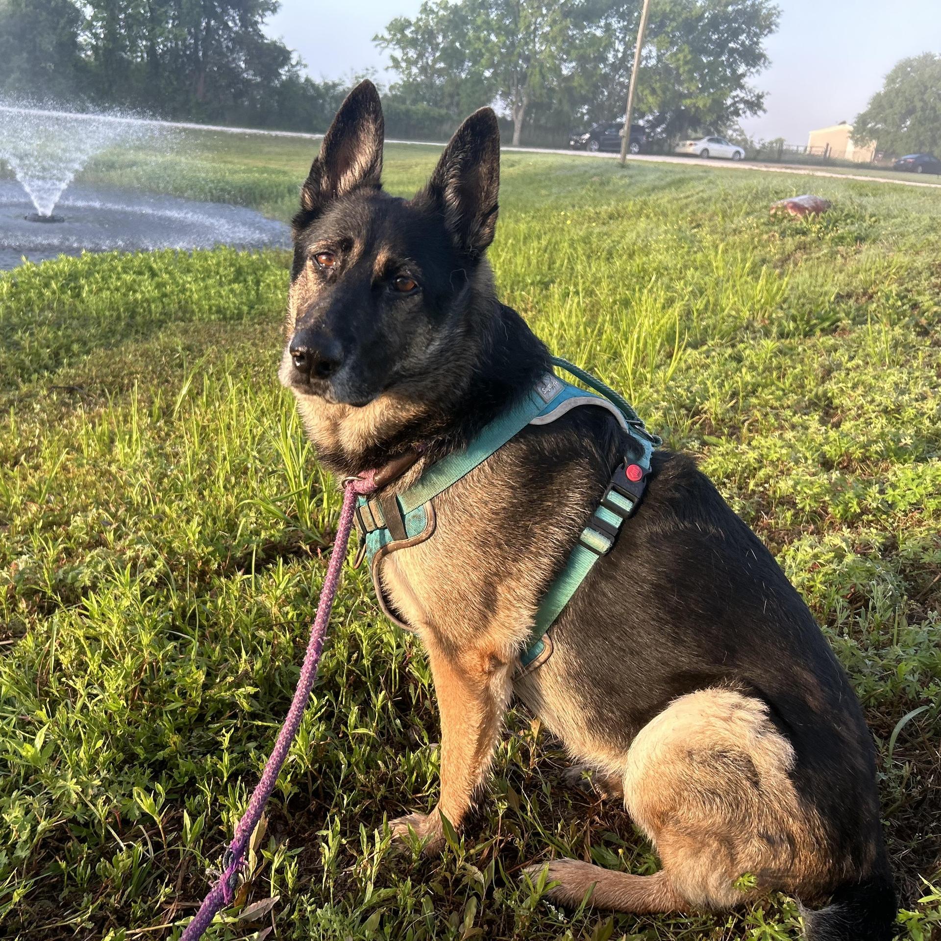 An adult medium-sized female Brown / Chocolate German Shepherd Dog dog named Meeka for adoption in Houston, TX