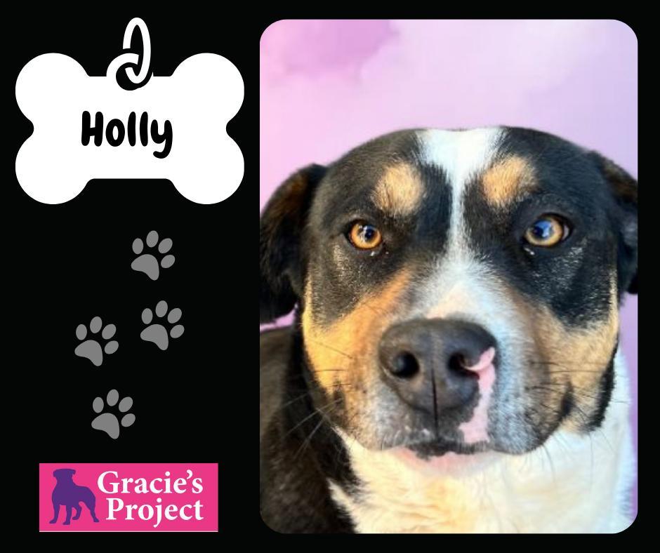 An adult medium-sized female Tricolor (Brown, Black, & White) Mixed Breed dog named Holly for adoption in Canyon, TX