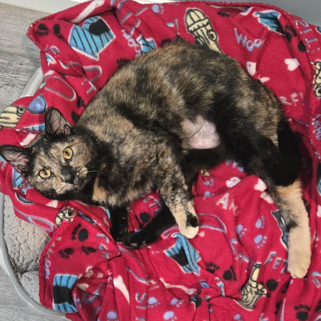 Remi Stoppelmoor photo 1