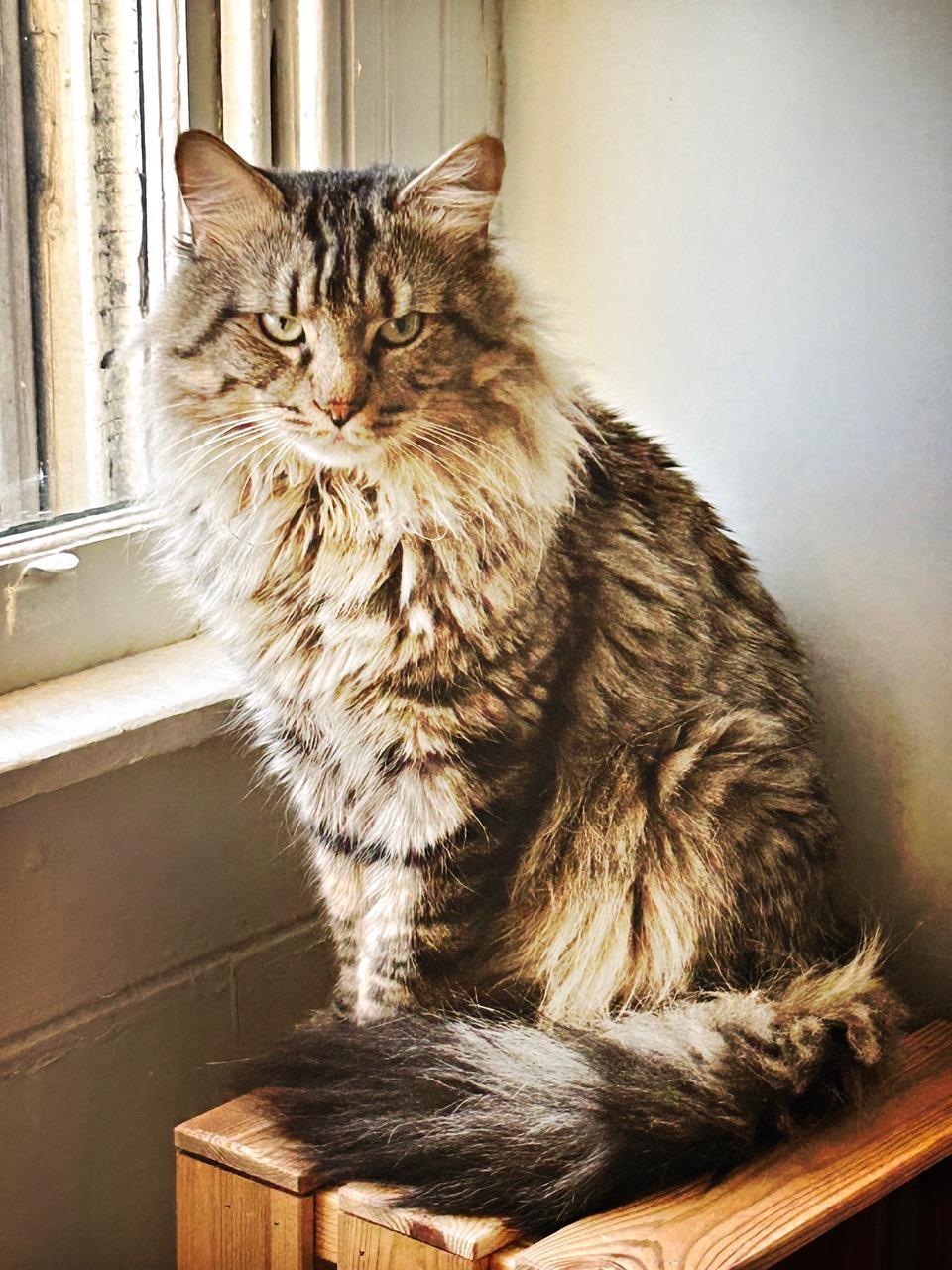 Nermal Bonded With Garfield