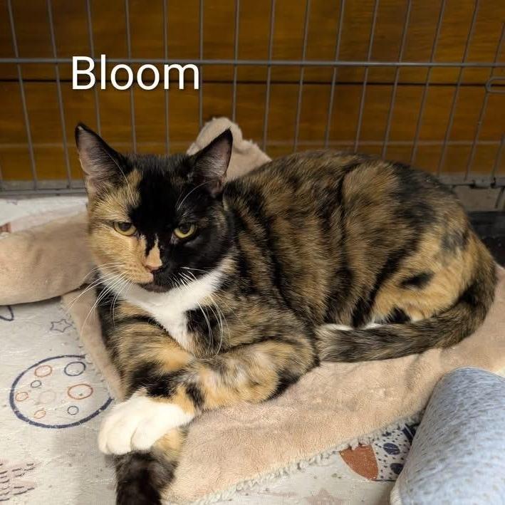 Bloom