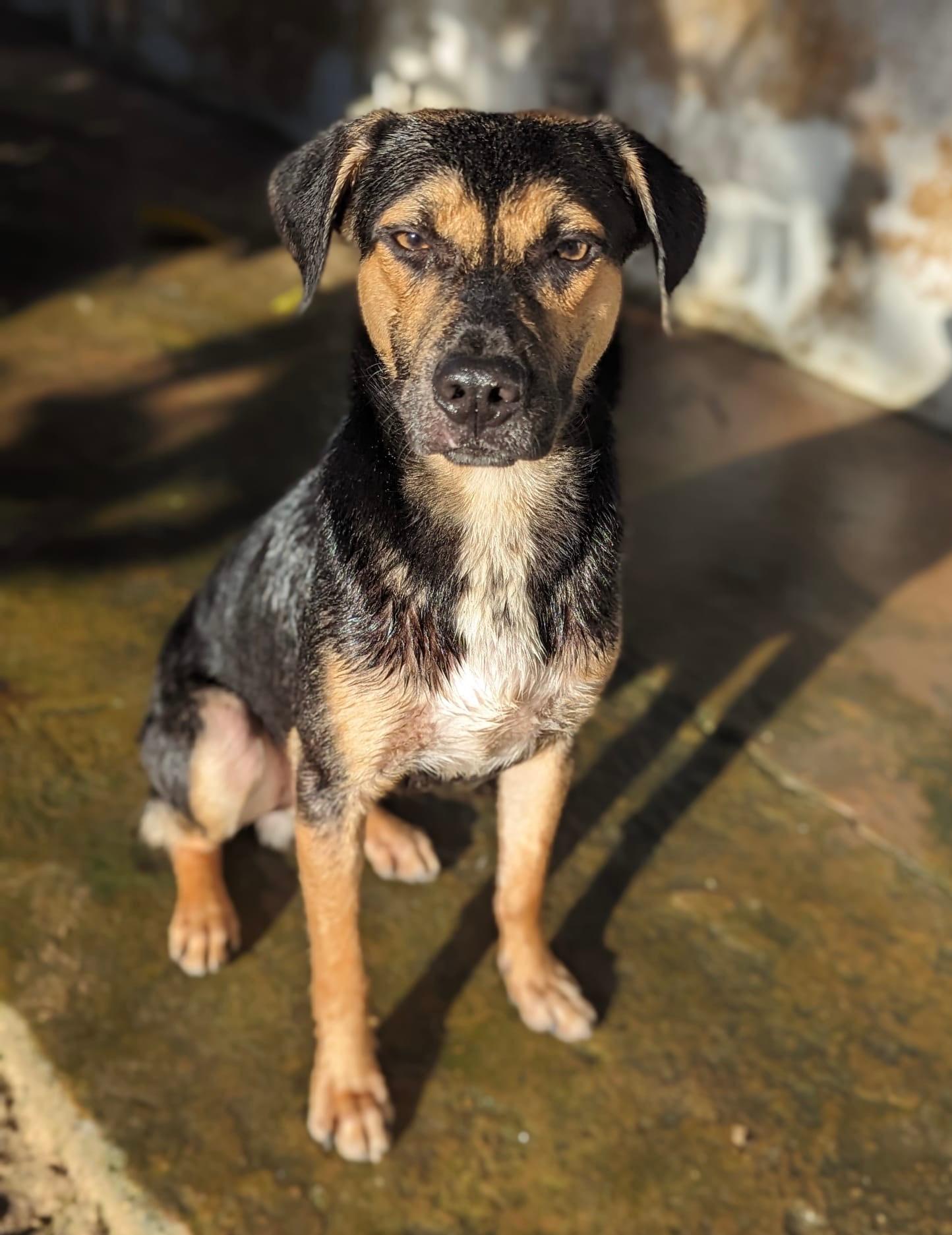 Falcon "wings Of Love."