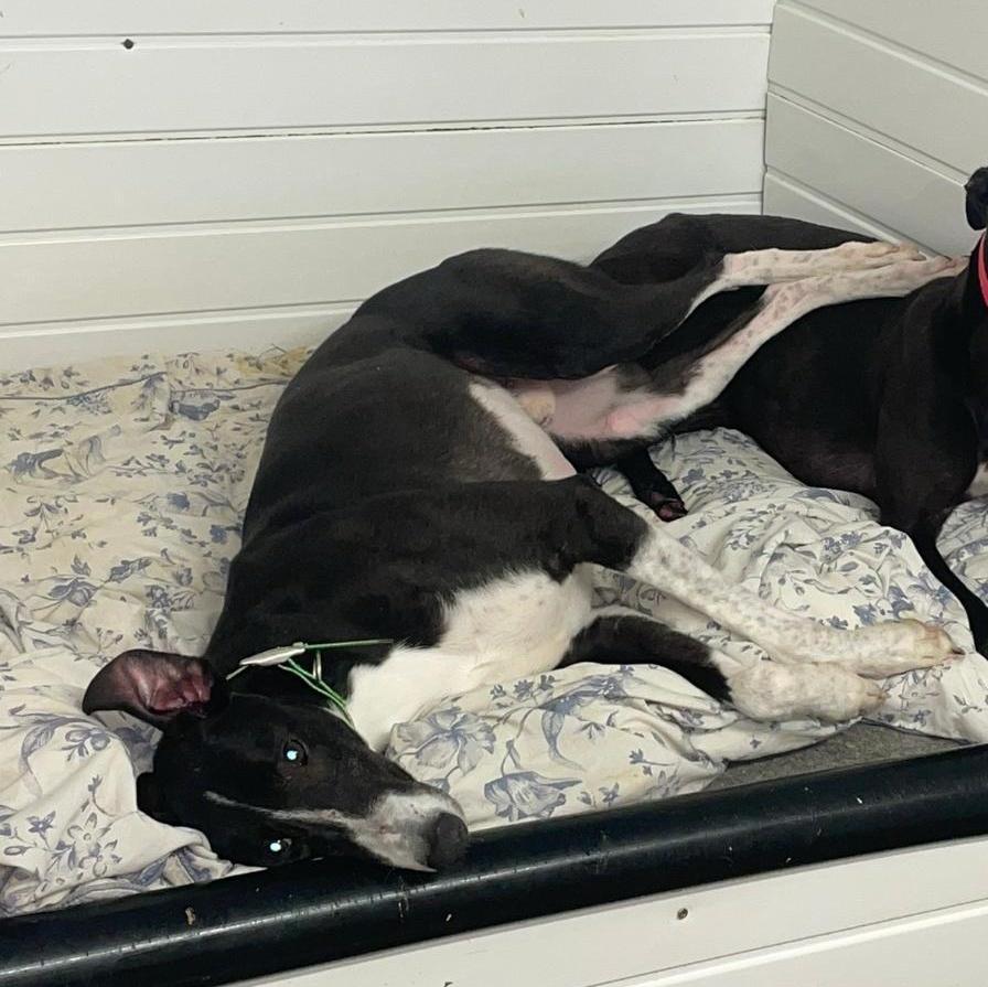 Kilara Montjue photo 1