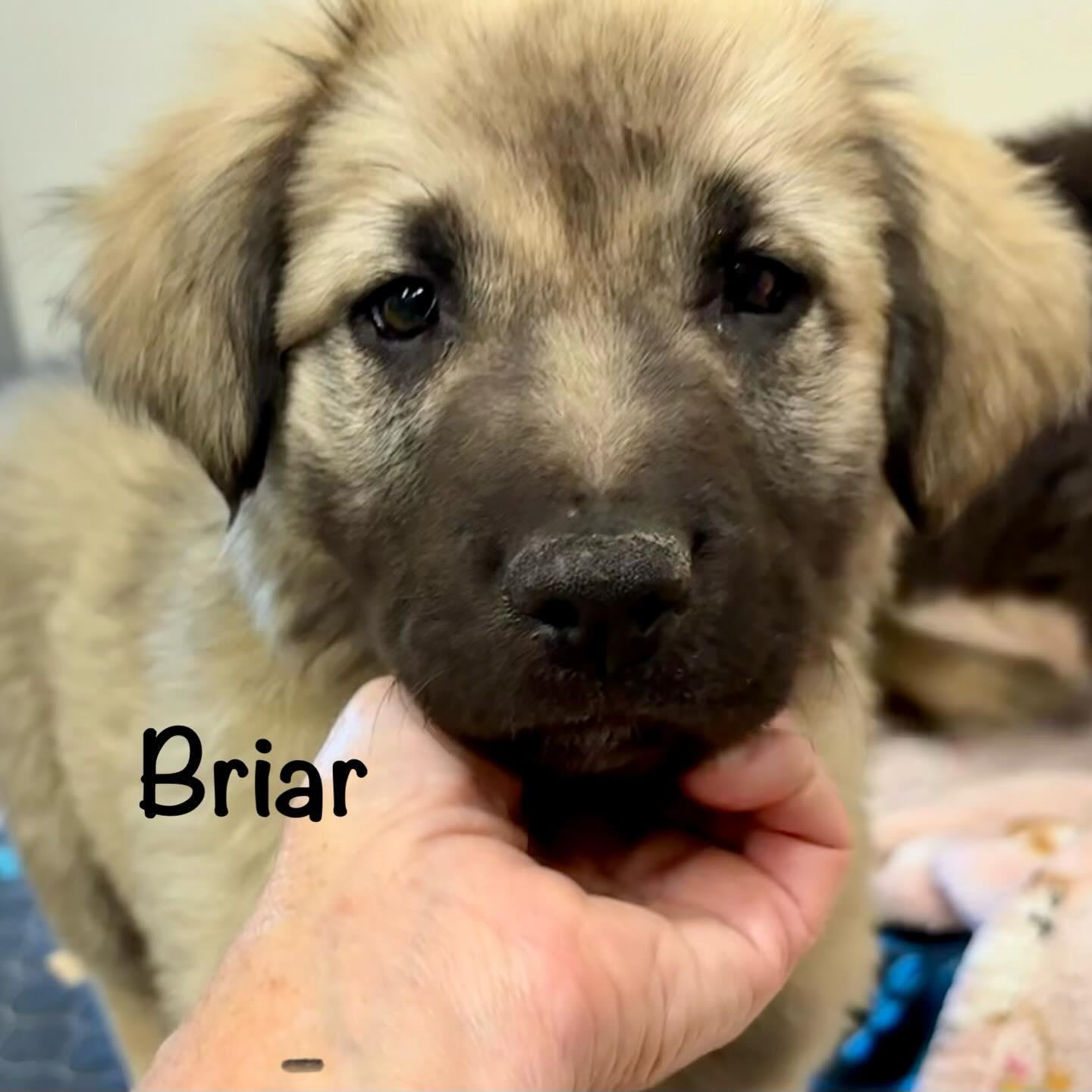 Briar