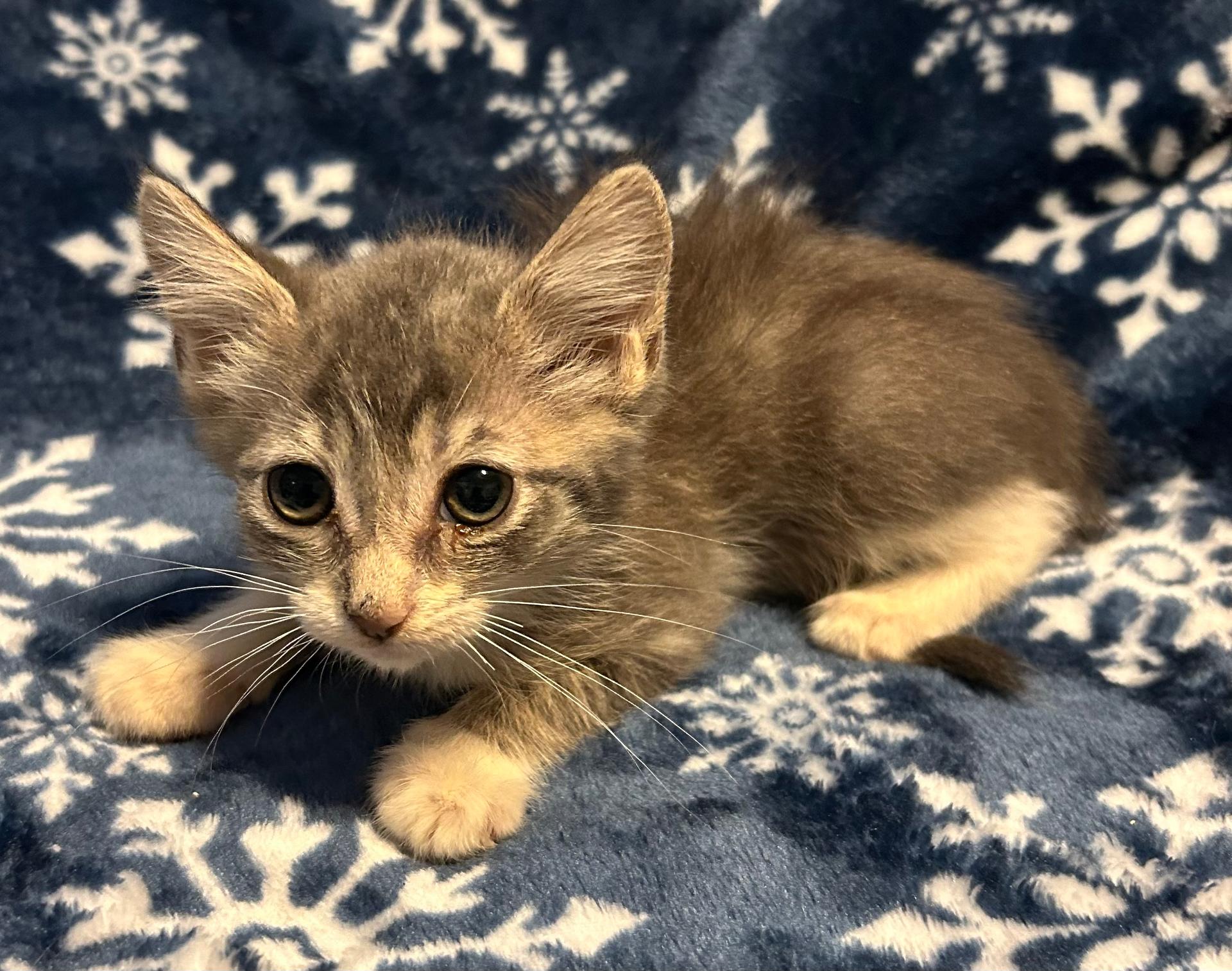 A young medium-sized female Domestic Short Hair cat named Doja for adoption in Humble, TX
