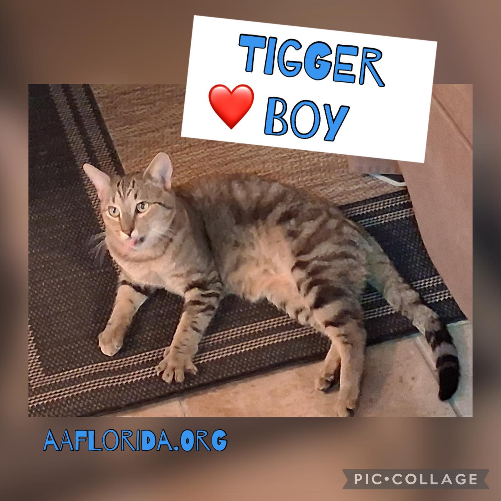 Tigger Boy