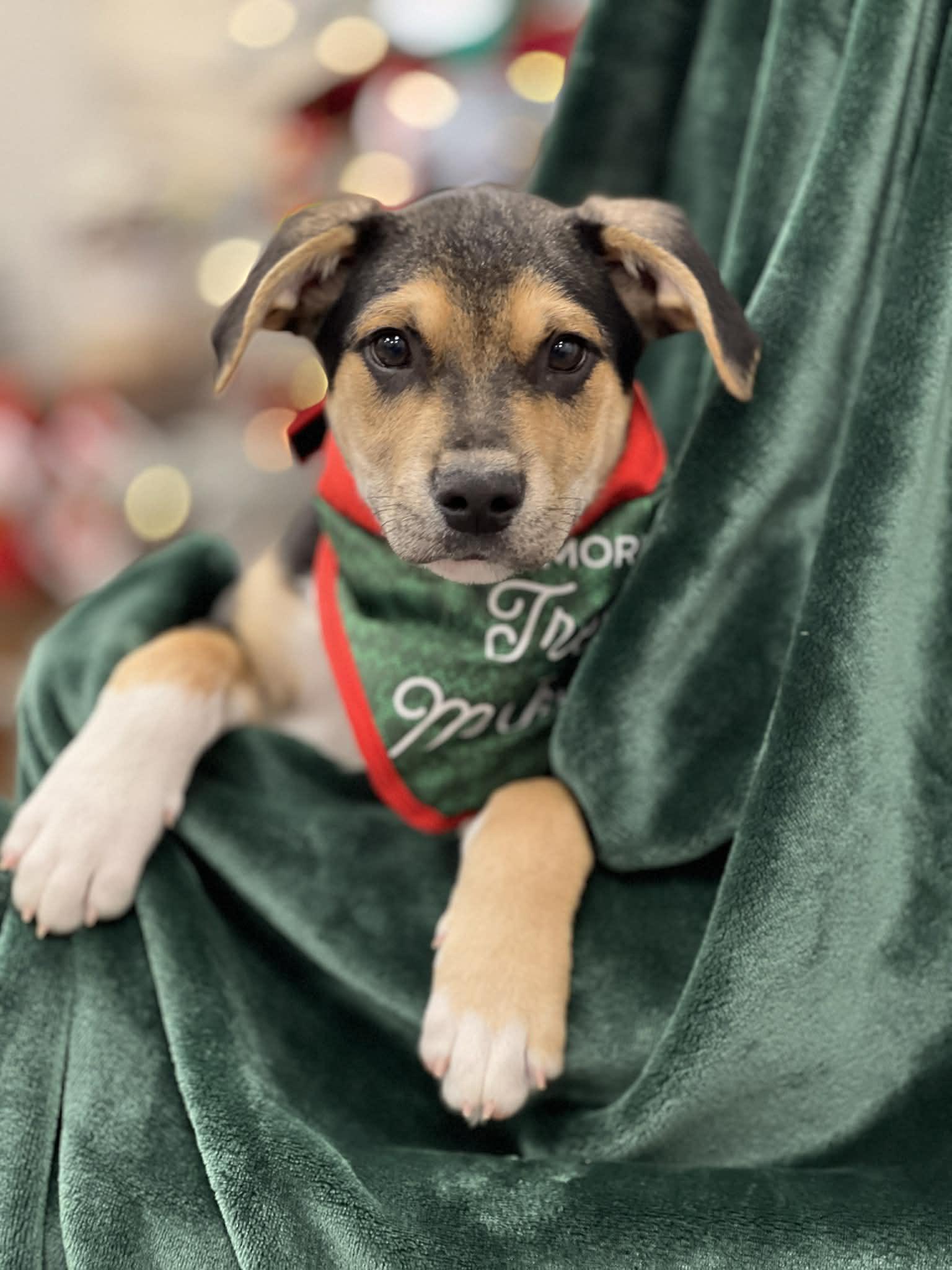 Max The Shepherd Mix
