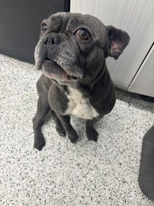 An adult small-sized male Mixed Breed dog named Moe for adoption in Atlanta, GA