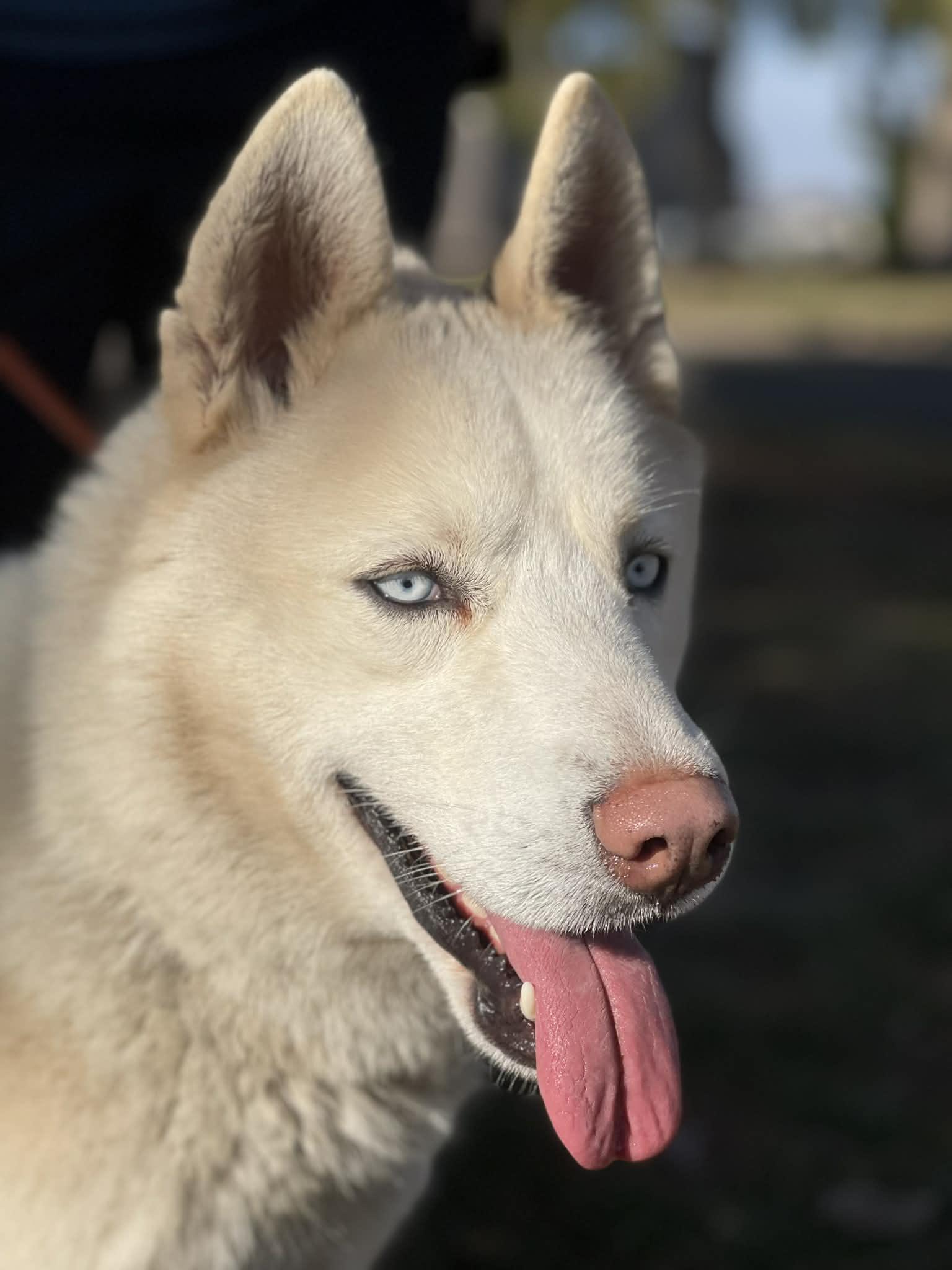 An adult medium-sized male White / Cream Husky dog named Milo for adoption in Springfield, IL