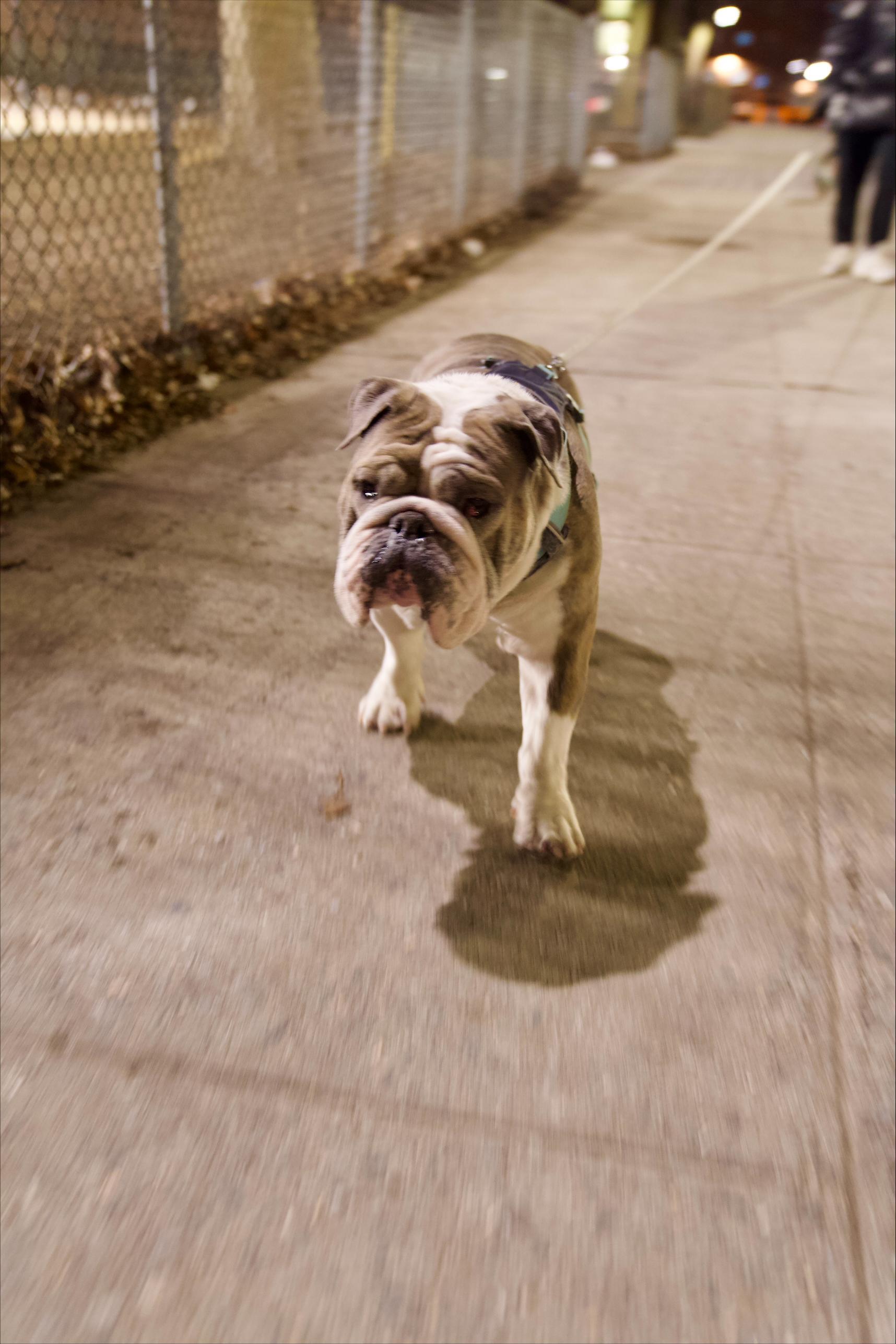 A senior medium-sized male Tricolor (Brown, Black, & White) English Bulldog dog named Zzcourtesy Listing For Bruno for adoption in New Rochelle, NY