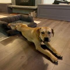 An adult medium-sized female Yellow / Tan / Blond / Fawn Pit Bull Terrier dog named Muffin for adoption in Bend, OR