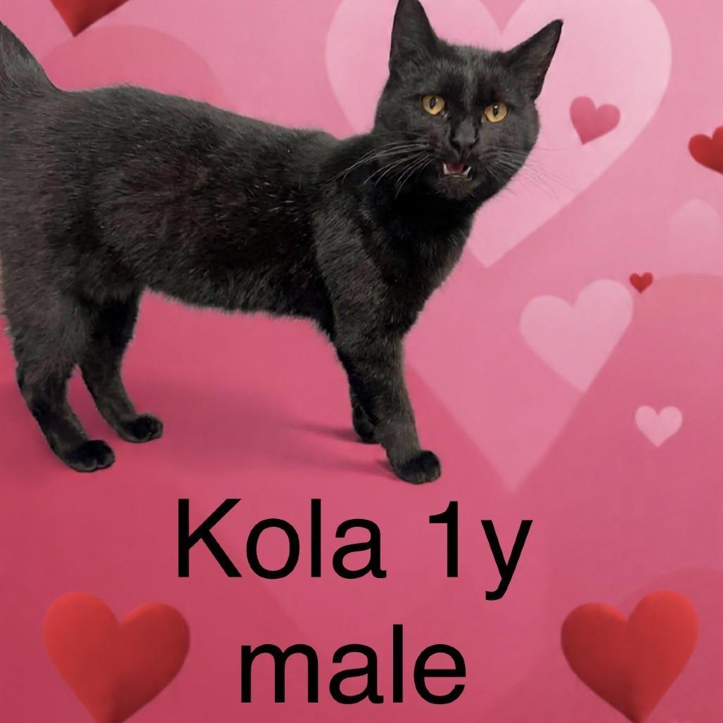 Kola