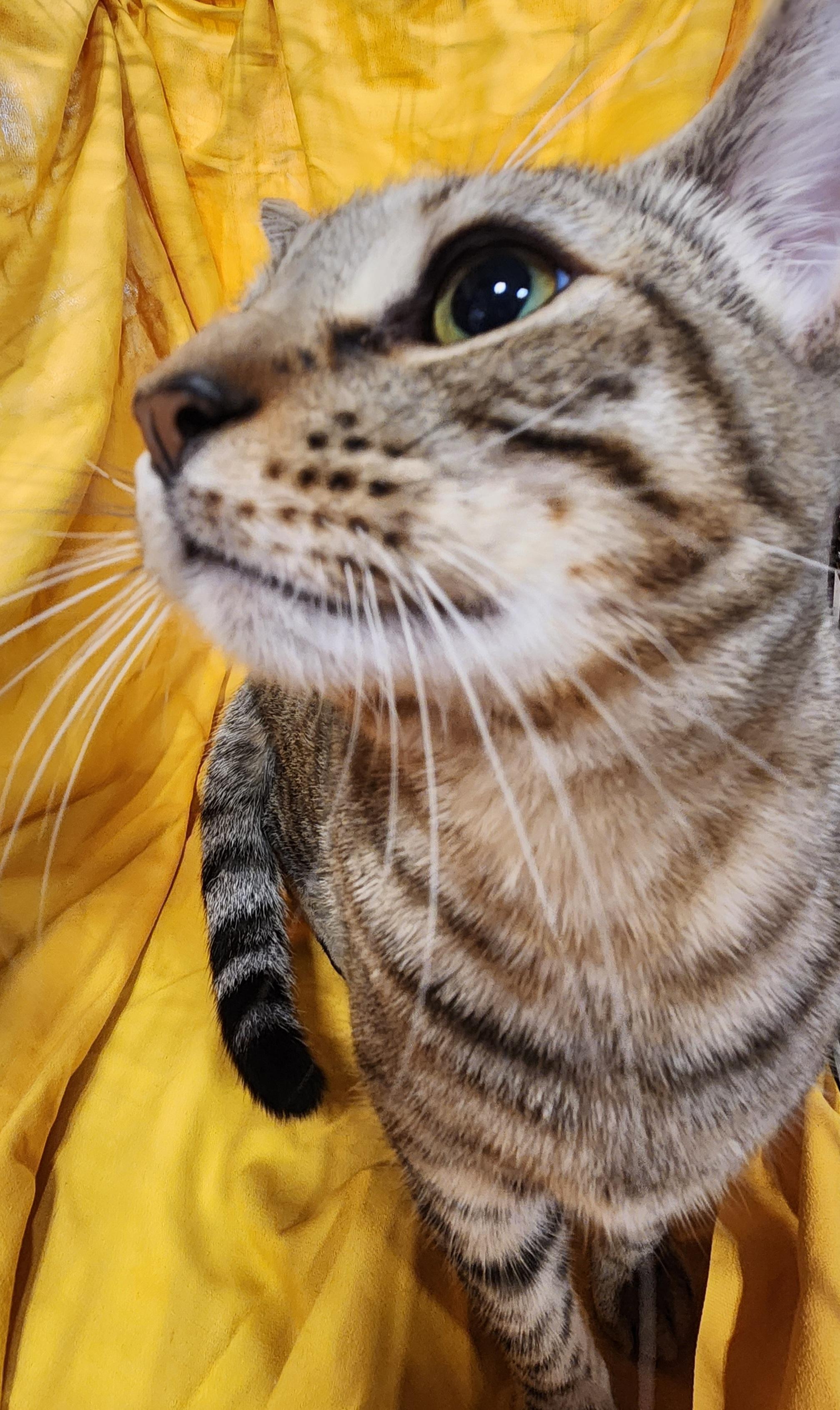 Crunchy Butter Lettuce