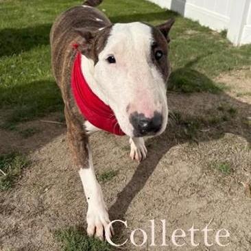 Collette