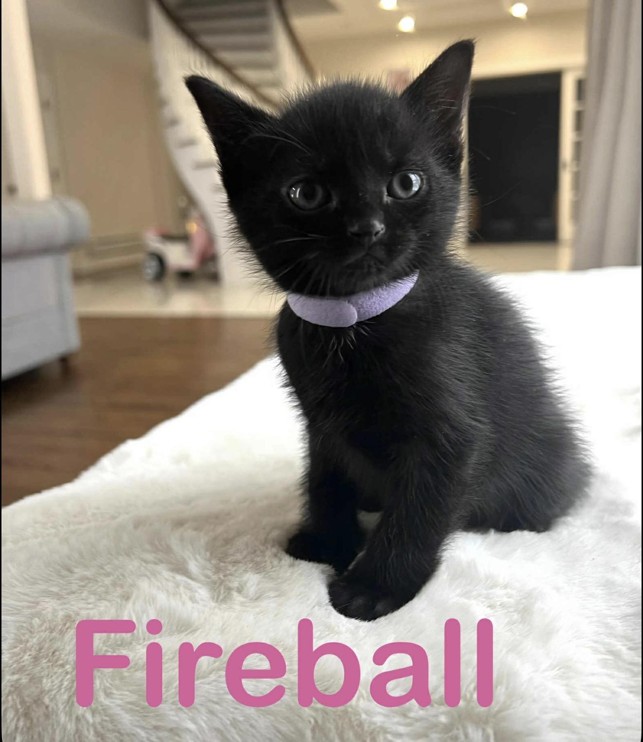 Fireball And Siblings