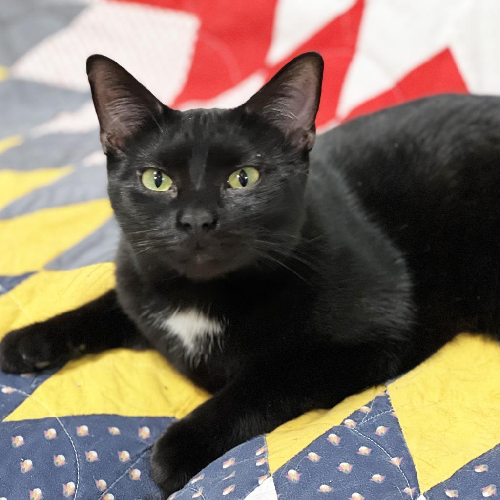 An adult large-sized male Black Domestic Short Hair cat named Russell for adoption in Mount Juliet, TN