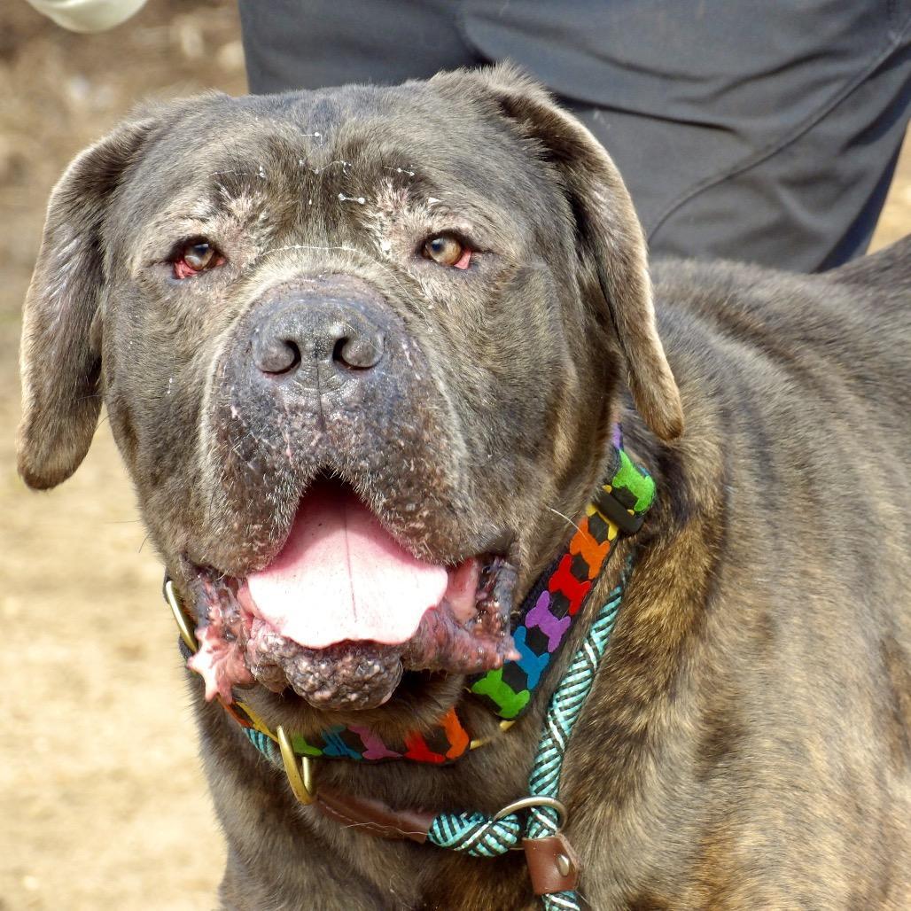 A senior large-sized male Brindle Cane Corso dog named Wolfgang for adoption in Vineland, NJ