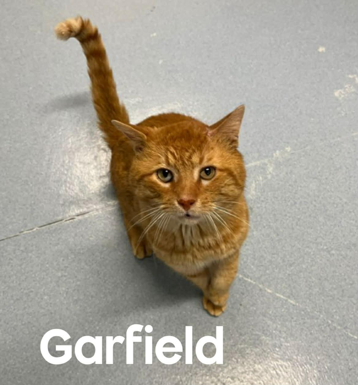 Garfield