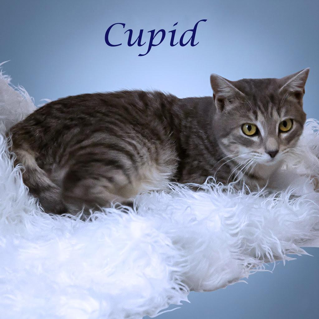 Cupid C