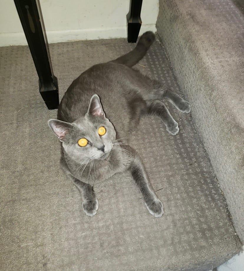 Russian Blue Prince!