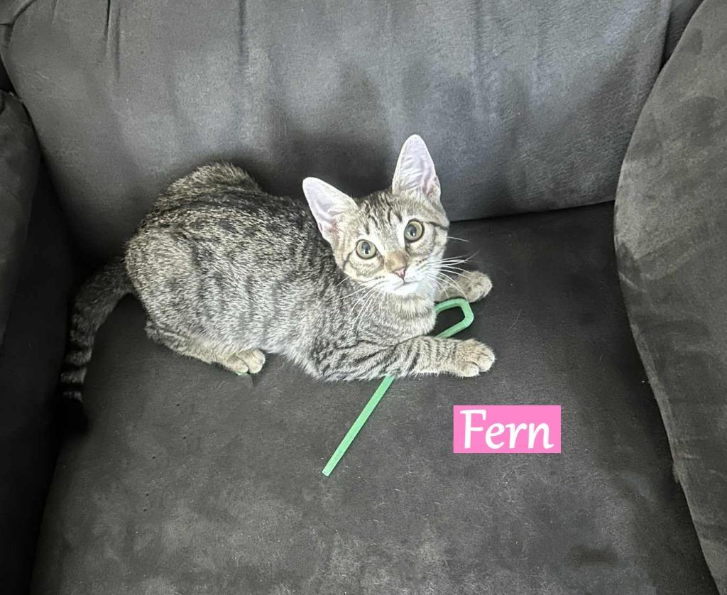Fern