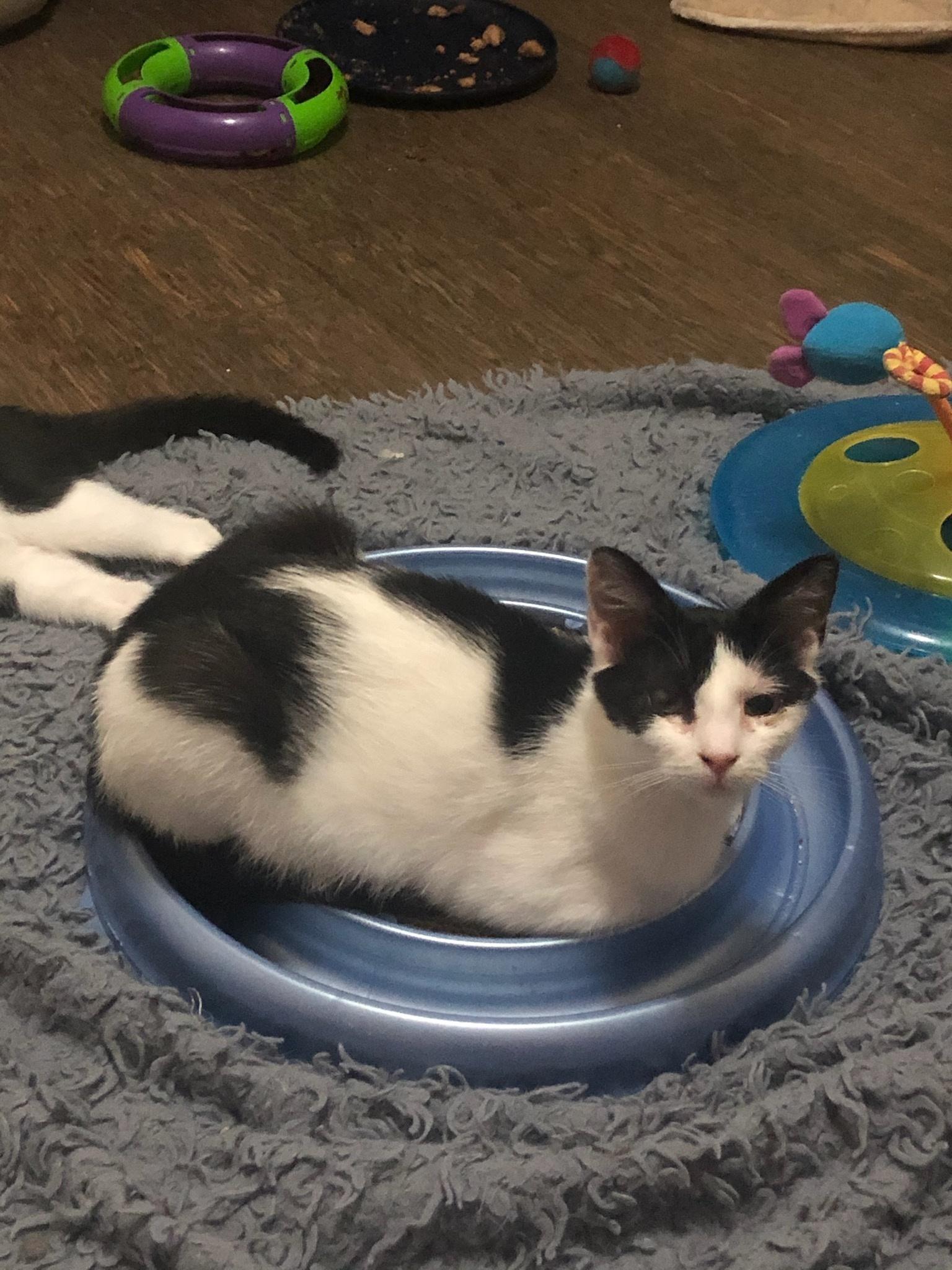 An adult medium-sized female Black & White / Tuxedo Domestic Short Hair cat named Penelope for adoption in Sykesville, MD