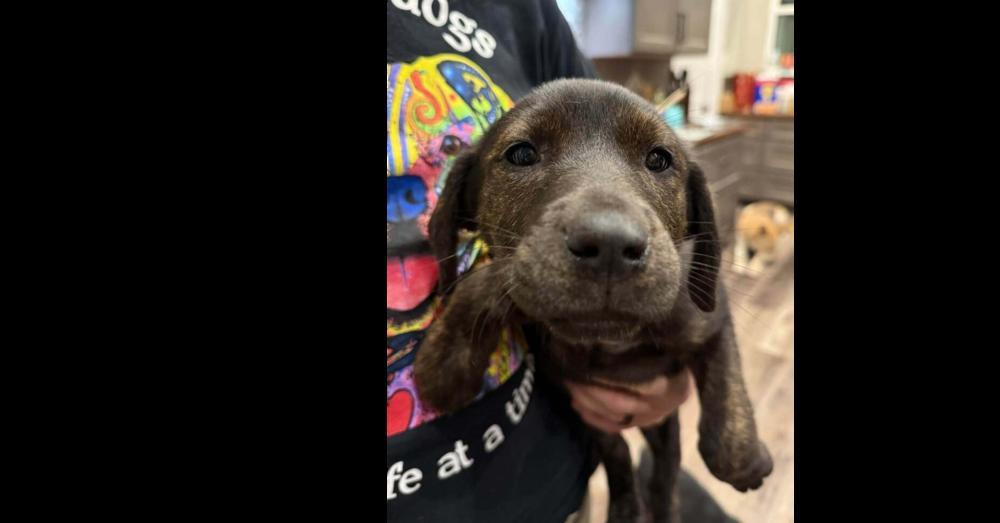 Girl Scout Cookies: Toffeetastic