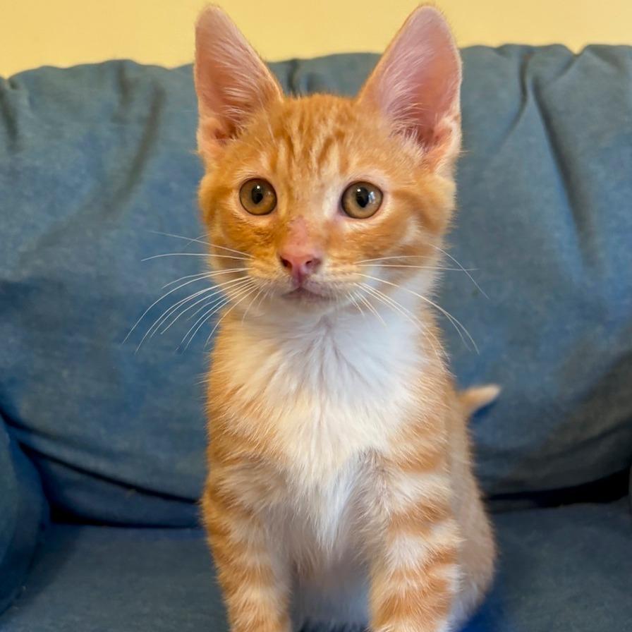 A baby small-sized male Orange / Red Domestic Short Hair cat named Cheetah for adoption in Fayetteville, GA