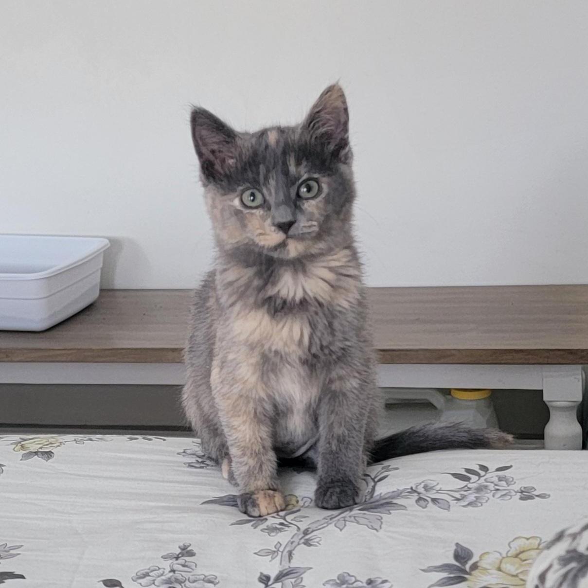 A baby medium-sized male Dilute Tortoiseshell cat named Maggie for adoption in Wyandotte, MI
