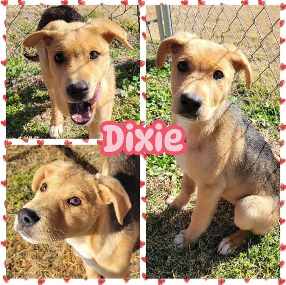 Dixie
