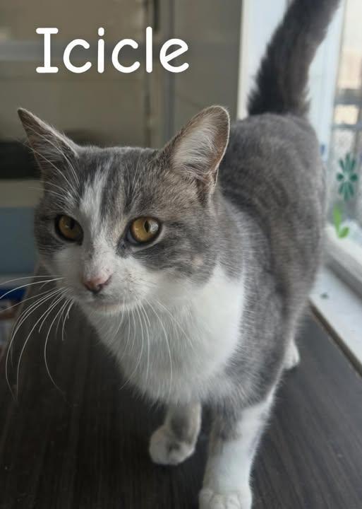 Icicle