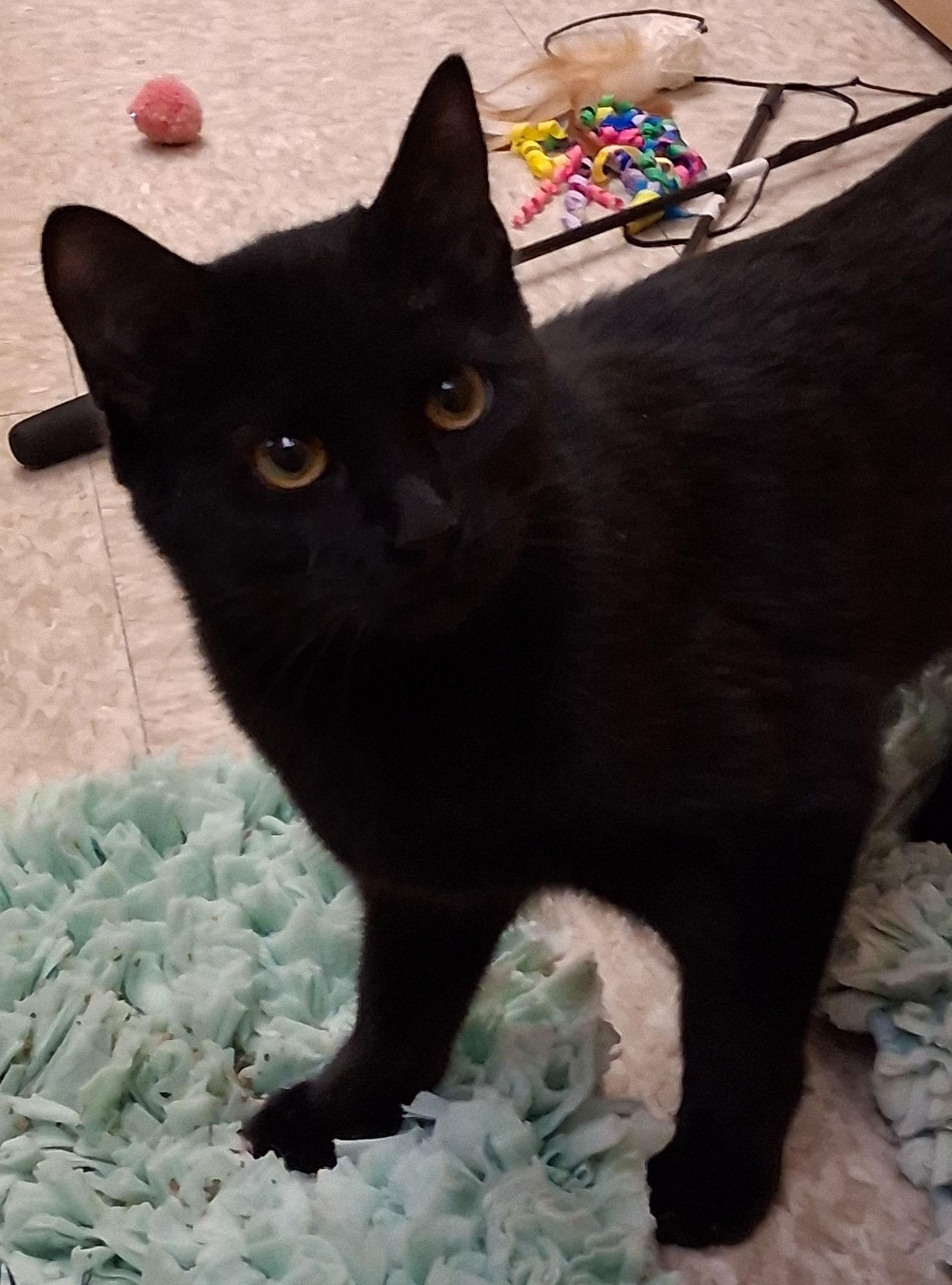 Layla @ Medina Petsmart