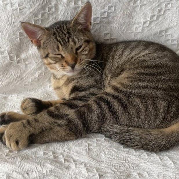 Hayden Bonded Harper