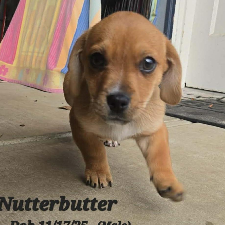 Nutterbutter