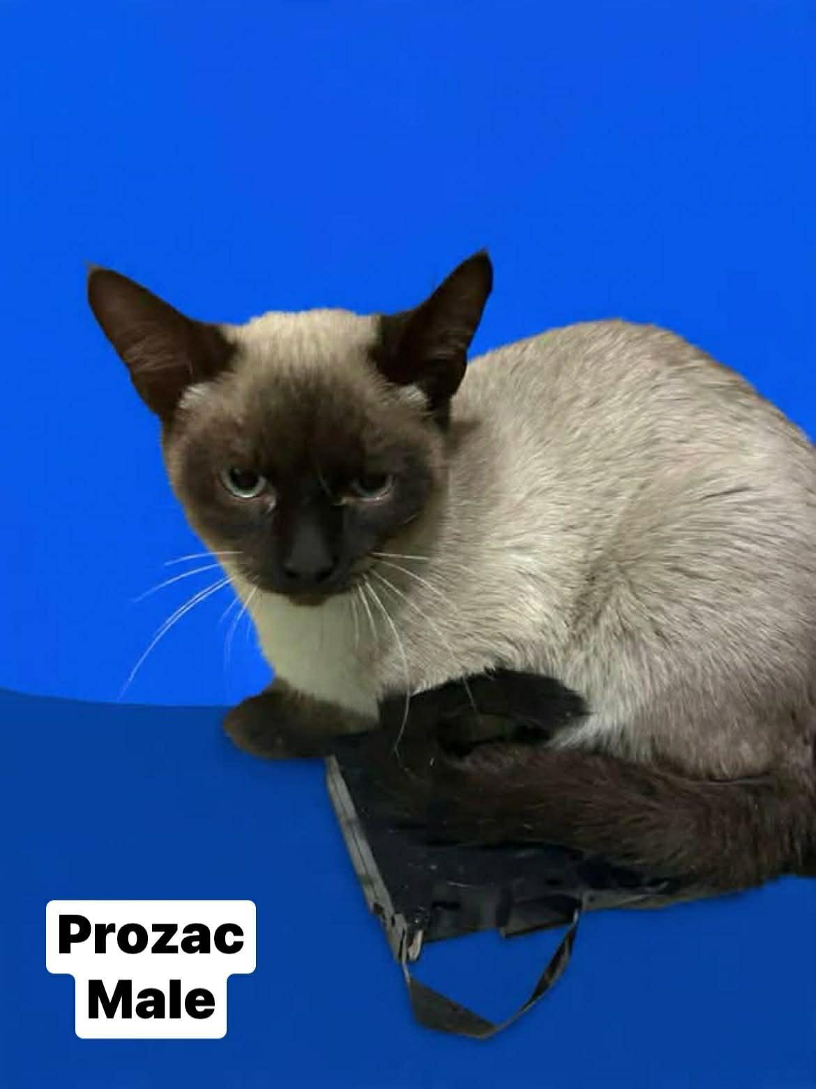Prozac